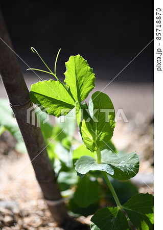 早春のエンドウ(露地栽培) 早春のエンドウ(露地栽培) 85718870