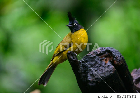 Black-crested Bulbul bird was perched on a branch, looking for food. 85718881