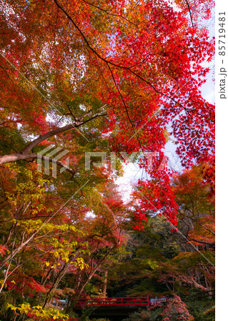 紅葉の根来寺の光景　もみじ谷　和歌山県岩出市 85719481