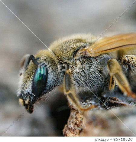 Detailed closeup of a female of the Mealy Metallic-Furrow Bee, Vestitohalictus pollinosus from the Gard, France Detailed closeup of a female of the Mealy Metallic-Furrow Bee, Vestitohalictus pollinosus from the Gard, France 85719520
