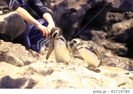 すみだ水族館 飼育員とたわむれるペンギン すみだ水族館 飼育員とたわむれるペンギン 85719780
