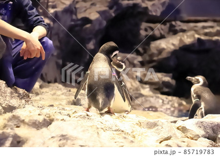 すみだ水族館　飼育員とたわむれるペンギン 85719783