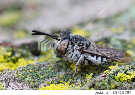 Detailed closeup on a female of the short sharptail bee , Coelioxys afra, in the Gard , France Detailed closeup on a female of the short sharptail bee , Coelioxys afra, in the Gard , France 85719794