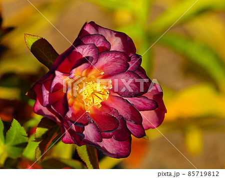 赤紫色のクリスマスローズの花のアップ 85719812