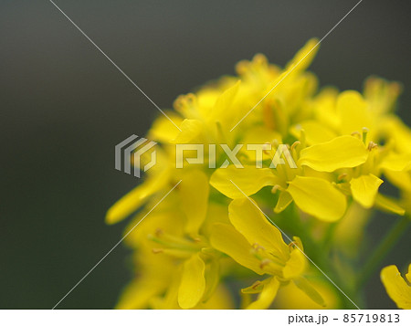 ミズナの花のアップ 85719813