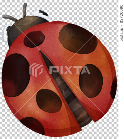 Watercolor Clipart Insect Ladybug Png Graphic by