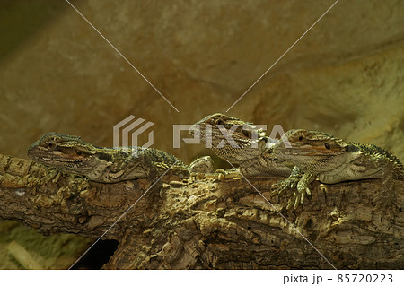 Closeup of 3 Pogona vitticeps, Bearded dragon on a row 85720223