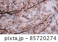 満開の桜の花の背景素材 85720274