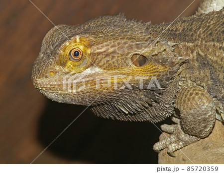 Close up of the head of a bearded dragon , Pogona viticeps Close up of the head of a bearded dragon , Pogona viticeps 85720359