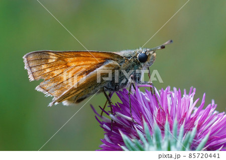 Closeup of a slighly worn out large skipper butterfly , Ochlodes sylvanus on the purple flower of Carduus crispus Closeup of a slighly worn out large skipper butterfly , Ochlodes sylvanus on the purple flower of Carduus crispus 85720441