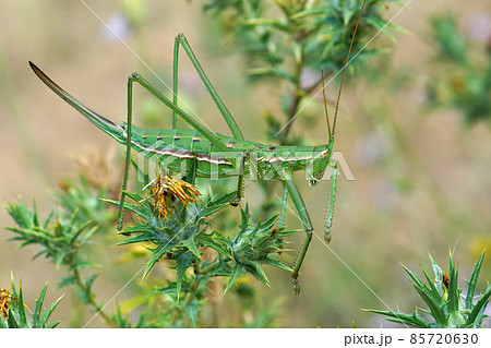 Lateral closeup on a partogenetic female of the endangered, predatory and one of largest European bush cricket, Saga pedo sitting on a spiky plant Lateral closeup on a partogenetic female of the endangered, predatory and one of largest European bush cricket, Saga pedo sitting on a spiky plant 85720630