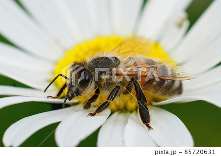 Detailed closeup of a European honey bee , Apis melifera sipping nectar from an Oxeye daisy 85720631