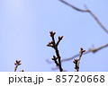 小寒の頃の河津桜のつぼみ 85720668