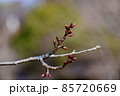 小寒の頃の河津桜のつぼみ 85720669