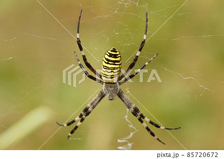 Closeup of a colorful orb-web wasp spider, Argiope bruennichi on green background Closeup of a colorful orb-web wasp spider, Argiope bruennichi on green background 85720672