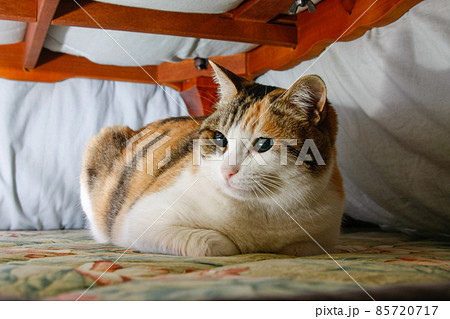 こたつの中の猫 85720717