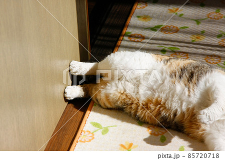 ひだまりの中の猫 85720718