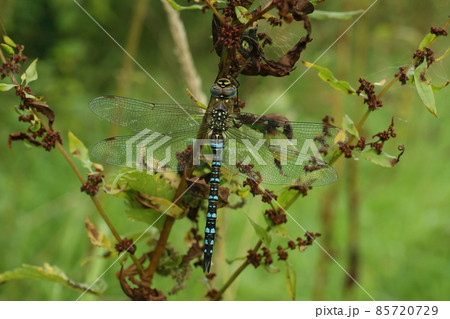 Closeup on a blue colorful Migrant hawker dragonfly, Aeschna mixta , haging in the vegetation 85720729