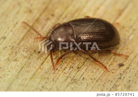 Detailed closeup of a Darkling Beetle, Nalassus laevioctostriatus 85720741