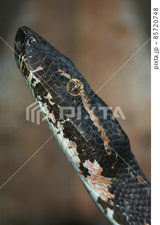 Close up of thehead of a Candoia bibroni or Pacific boa constrictor, a non venoumous Boidea species 85720748