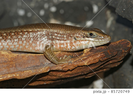 This species, Trachylepis perrotetii, has quite some common names : African red-sided , Fire-sided or red-sided skink 85720749