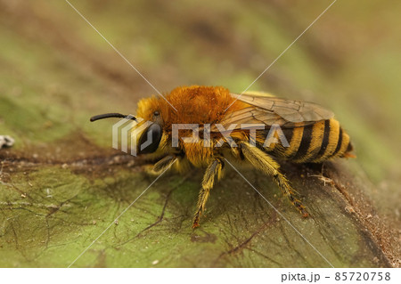 Closeup on a hairy female of the bare-saddled colletes similis bee sitting on a green leaf Closeup on a hairy female of the bare-saddled colletes similis bee sitting on a green leaf 85720758