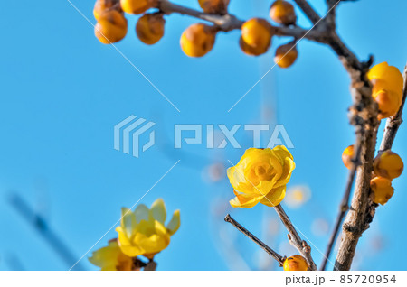 ロウバイの花 85720954