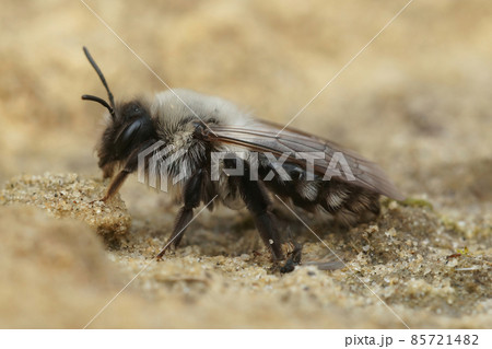 Closeup on a fresh emerged female Grey backed mining bee, Andrena vaga posing on the ground 85721482