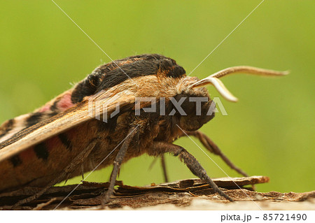 Closeup on the the privet hawk moth, Sphinx ligustri sitting on a piece of wood 85721490