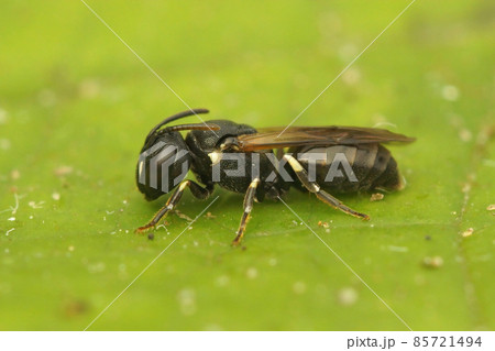 Closeup on a female of the small Chalk Yellow-face Bee, Hylaeus dilatatus on a green leaf 85721494