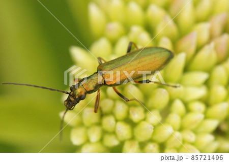 Closeup on the metallic green Chrysanthia geniculata beetle sitting on top of a flower 85721496
