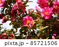たくさん咲いたピンクのサザンカ 85721506