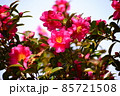 たくさん咲いたピンクのサザンカ 85721508