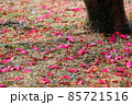 たくさん散ったピンクのサザンカ 85721516