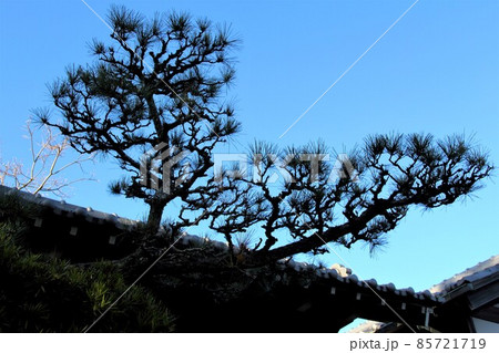 木曽三川公園センター冬の散策・11（岐阜県海津市） 85721719