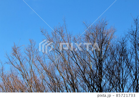 木曽三川公園センター冬の散策・25（岐阜県海津市） 85721733