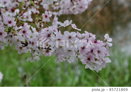 綺麗な花桜 85721809