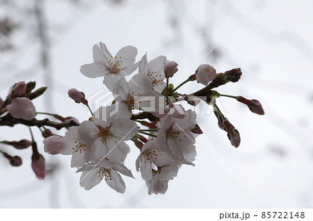 綺麗な花桜 85722148