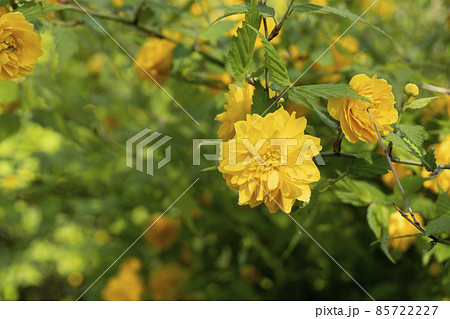 八重咲のヤマブキの花 八重咲のヤマブキの花 85722227