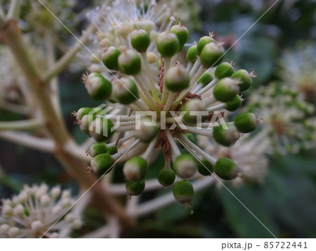 ヤツデの花 ヤツデの花 85722441