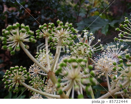 ヤツデの花 ヤツデの花 85722444