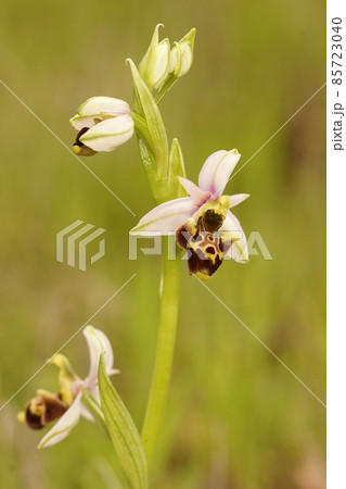 Closeup of a full plant of the woodcock bee orchid in a grassland in Gard, France Closeup of a full plant of the woodcock bee orchid in a grassland in Gard, France 85723040