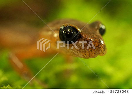 Closeup on the head with big eyes from a Californian Ensatina eschscholtzii salamander on moss in the forest 85723048
