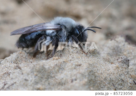 Closeup of a female grey-backed mining bee, Andrena vaga, crawling on a sandy soil Closeup of a female grey-backed mining bee, Andrena vaga, crawling on a sandy soil 85723050