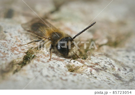 Close up of a male of Small Sallow mining bee , Andrena praecox , sunning on a bark of a tree 85723054