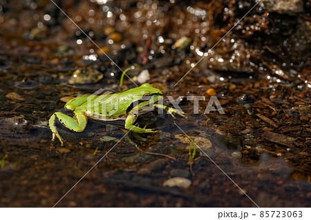 Closeup on a colorful green Pseudacris regilla , Pacific treefrog in a small puddle of water Closeup on a colorful green Pseudacris regilla , Pacific treefrog in a small puddle of water 85723063