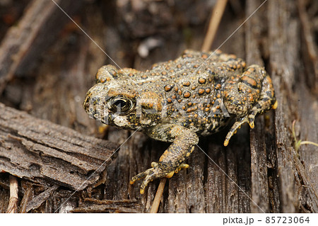 A beautiful brass colored juvenile of Anaxyrus boreas - Western toad in Northern California A beautiful brass colored juvenile of Anaxyrus boreas - Western toad in Northern California 85723064