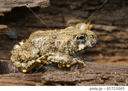 Closeup on a brassy colored juvenile of the Western toad, Anaxyrus boreas sitting on wood in North California Closeup on a brassy colored juvenile of the Western toad, Anaxyrus boreas sitting on wood in North California 85723065