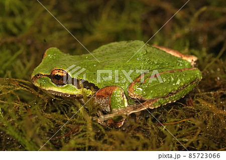 Closeup of a green Pacific treefrog , Pseudacris regilla in Oregon Closeup of a green Pacific treefrog , Pseudacris regilla in Oregon 85723066