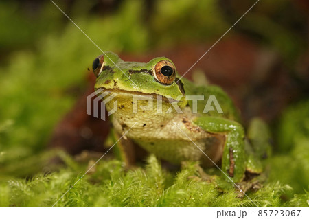 Frontal closeup of a green Pacific treefrog , Pseudacris regilla in Oregon Frontal closeup of a green Pacific treefrog , Pseudacris regilla in Oregon 85723067